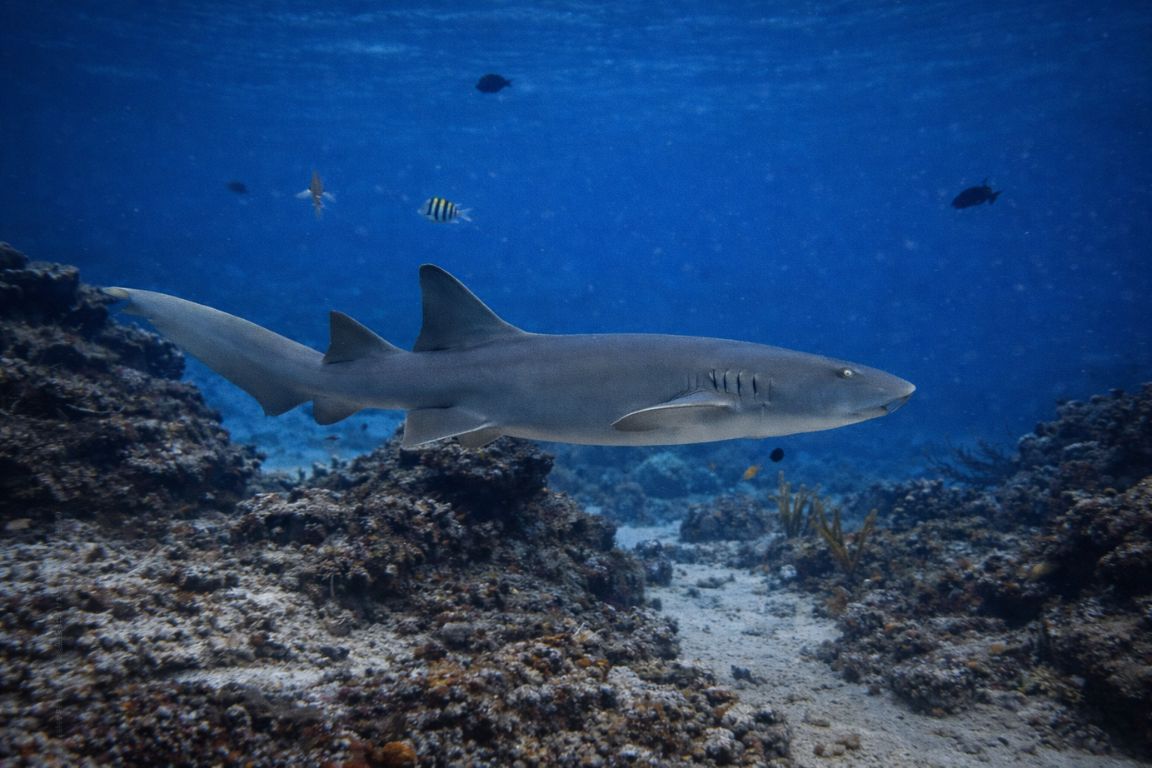 Nurse shark in clear blue waters of Cozumel reef seen on a Cozumel Snorkeling Tours guided marine wildlife tour.