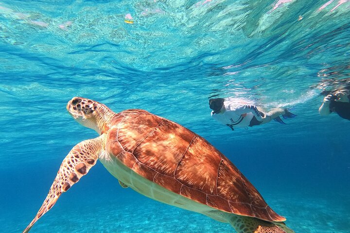 Turtle Sanctuary Catamaran: operator photo
